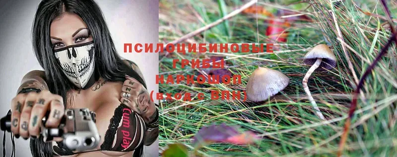 где продают   Куртамыш  Псилоцибиновые грибы Magic Shrooms 